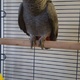 african-grey-hand-reared-other-lahore-1