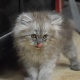 7-weeks-old-persian-kitten-persian-cats-islamabad-2