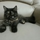 black-female-triple-coated-kitten-for-sale-persian-cats-lahore-3