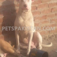 pair-of-kohati-gull-terr-dogs-for-sale-other-gojra-6