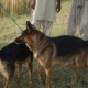 german-shephered-puppies-for-sale-german-shepherd-faisalabad-4