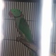 raw-breeder-male-alexandrine-parrot-lahore-5