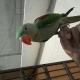 hand-tamed-male-alexandrine-raw-parrot-for-sale-alexandrine-parrot-rawalpindi-7