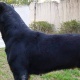 rottweiler-puppies-available-rottweiler-rawalpindi-7