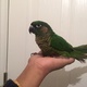 green-chick-conure-parrot-for-sale-sun-conure-karachi-3