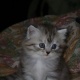 persian-female-kitten-for-sale-persian-cats-rawalpindi-1