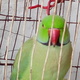 indian-ringneck-with-perfect-health-indian-ringneck-rawalpindi-2