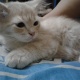 persian-kitten-persian-cats-rawalpindi-3