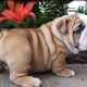 12-weeks-old-english-bulldog-puppies-other-badhber-1