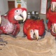 cute-scarlet-macaw-parrot-babies-300-macaws-karachi-1