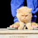 pure-fawn-persian-cat-persian-cats-karachi-2