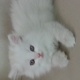 3-white-persian-kittens-for-sale-persian-cats-lahore-1