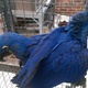 hyacinth-macaw-other-lahore-1