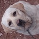 golden-chance-for-labrador-lovers-pure-labrador-puppies-labrador-retriever-rawalpindi-3