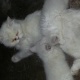 persion-cat-in-lahore-persian-cats-lahore-2