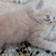 baby-persian-kittens-persian-cats-karachi-2