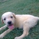 labrador-pups-for-sale-labrador-retriever-lahore-2