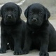 labrador-pupps-show-quality-labrador-retriever-lahore-5