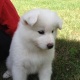 samoyed-puppies-for-sale-other-arif-wala-1