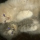 beautiful-persian-kittens-for-sale-in-islamabad-persian-cats-islamabad-1