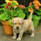 pedigree-labrador-labrador-retriever-rawalpindi-cantt-1