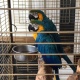 macaw-parrots-other-lahore-1