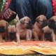 show-quality-bullmastiff-puppies-for-sale-other-lahore-1