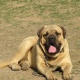 show-quality-bullmastiff-puppies-for-sale-other-lahore-2