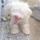 pure-white-french-poodle-male-poodle-wah-cantt-2