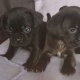 beautiful-beagle-puppies-for-sale-beagles-