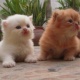 six-triple-coat-persian-doll-faced-kittens-for-sale-persian-cats-lahore-cant-2