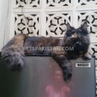 black-cat-persian-cats-karachi-2