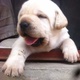 labrador-pupps-show-quality-labrador-retriever-lahore-2