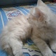 persian-kitten-persian-cats-rawalpindi-5