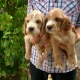 high-quality-cocker-spaniels-pups-cocker-spaniel-lahore-1