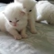 3-white-persian-kittens-for-sale-persian-cats-lahore-4