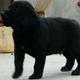 labrador-pupps-show-quality-labrador-retriever-lahore-4