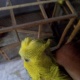 australian-budgies-australian-budgies-lahore-5