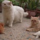 six-triple-coat-persian-doll-faced-kittens-for-sale-persian-cats-lahore-cant-1