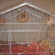 total-10-finches-for-sell-5-pairs-king-finch-karachi-2