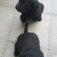 golden-chance-for-labrador-lovers-pure-labrador-puppies-labrador-retriever-rawalpindi-4