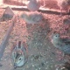 pheasant-chicks-for-sale-all-type-ring-necked-pheasant-lahore-2