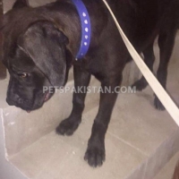 cane-corso-other-karachi-2