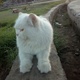 pure-persian-white-male-cat-healthy-active-and-loving-17months-age-doll-face-persian-cats-faisalabad-4