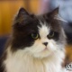 persian-cat-imported-breed-for-sale-inpakistan-persian-cats-lahore-1