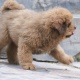 tibetan-mastiff-puppies-for-adoption-other-islamabad-3