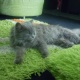 persian-male-kitten-6-months-old-for-sale-rs-12-000-persian-cats-bahawalpur-2