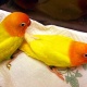 lutino-personata-lovebirds-karachi-4