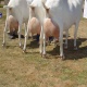 british-saanen-goats-for-sale-adults-with-kids-golden-pheasant-islamabad-2