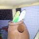 australian-budgies-australian-budgies-lahore-3